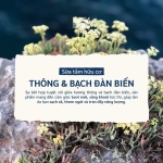 Sữa Tắm Và Ngâm Bồn Dạng Kem Le Petit Marseillais - Hương Thông & Bạch đàn - Dịu Nhẹ 650ml